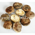 2016 Ernte 3-4cm Getrockneter Smooth Shiitake Pilz